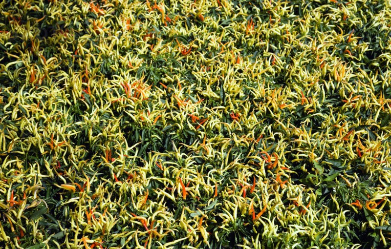 Agriculture, Herbs And Spices, Chillies, Green yellow and ripe red chili peppers growing on plants.