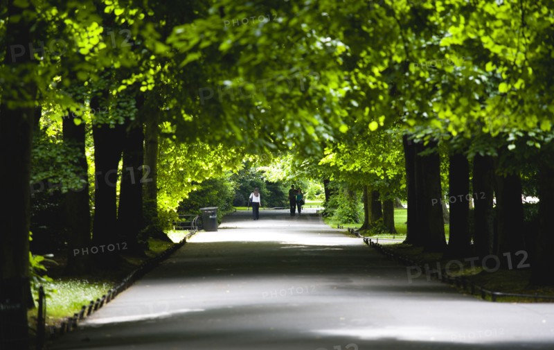Ireland, County Dublin, Dublin City, People on the Lime Walk in the shade of trees in Saint Stephens Green Park in the city centre.