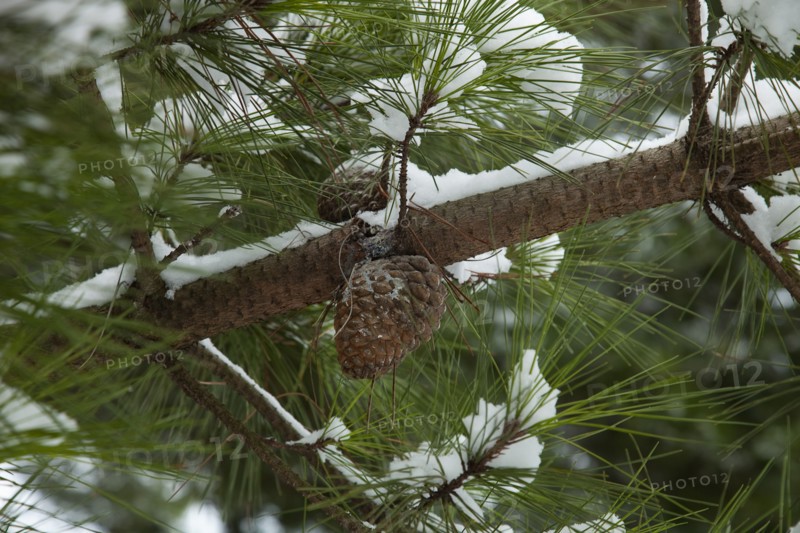Weather, Winter, Snow, Detail of a pine tree with cones in snow.