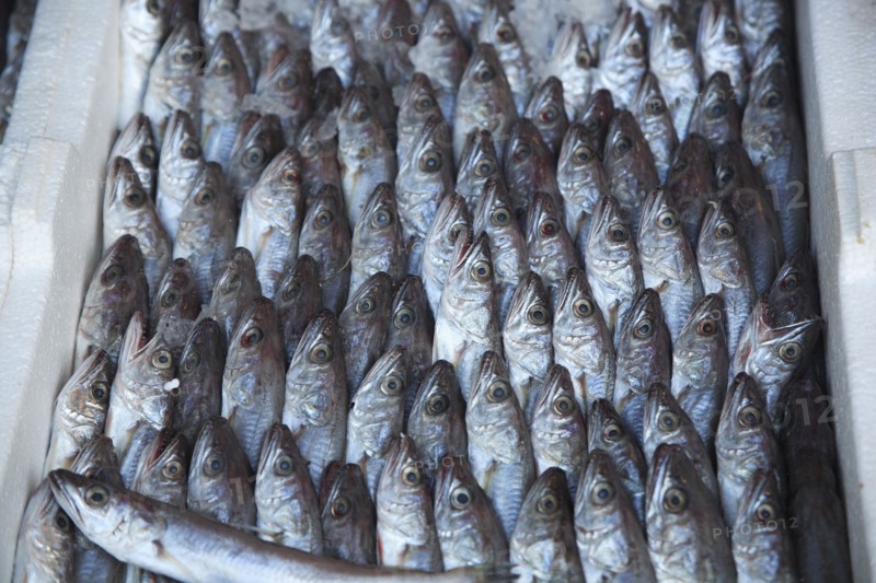 Albania, Tirane, Tirana, Display of sardines for sale in the Avni Rustemi Market.