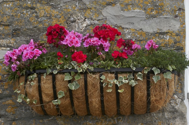 Plants, Flowers, Flower Box with blooming pink and red flowers