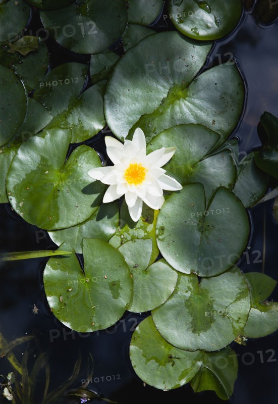 Gardens, Plants, Aquatic, Single white water lily flower of the family Nymphaeaceae in a pond surrounded by leaves floating on the surface.