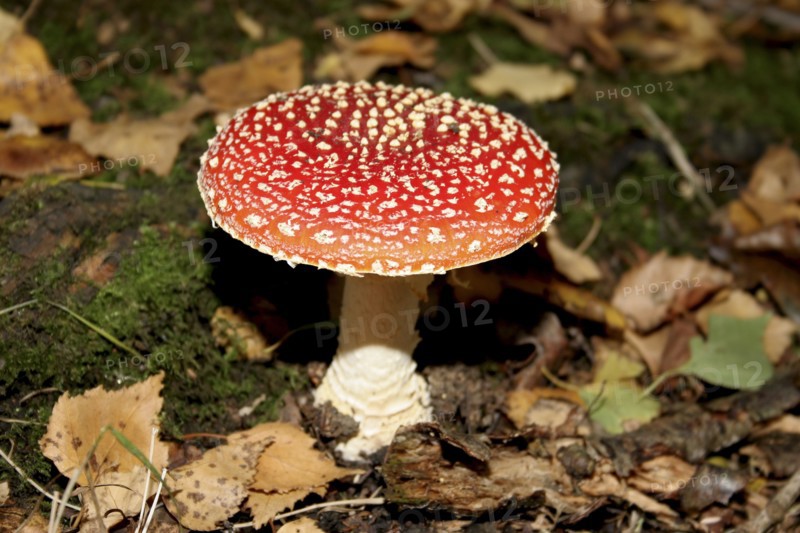 Plants, Fungi, Toadstool, Amanita Muscaria  commonly known as Fly Agaric. Red and white spotted poisonous toadstool.