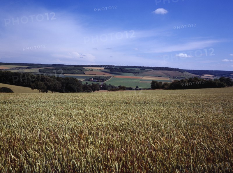 France, Pas-de-Calais, Agriculture, Wheat fields in agriculture landscape north-west of St. Omer. Blue sky with high  windswept white clouds above.