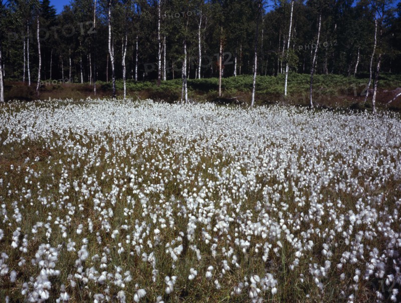 Sweden, Vastergotland, Kinnekulle Ridge, Cotton grass growing in damp area c.300m or 985 feet above Vattern  Swedens largest lake.