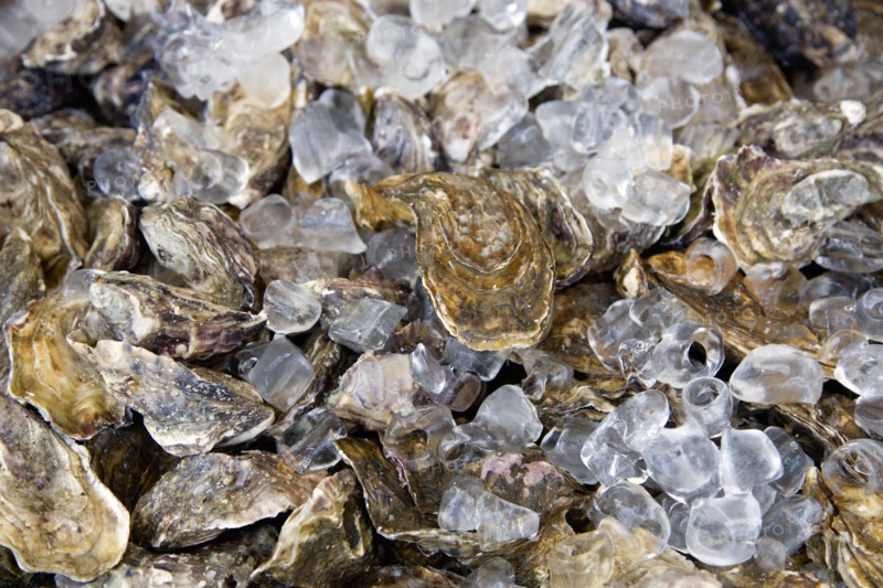 Food, Seafood, Shellfish, Fresh live oysters packed in ice.