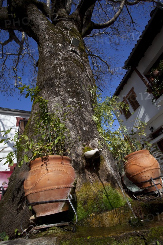 Portaria Big tree with two large pots at its base and fresh water running from the tree trunk viewed from a low angle. Photo : Athanasios Papadopoulos