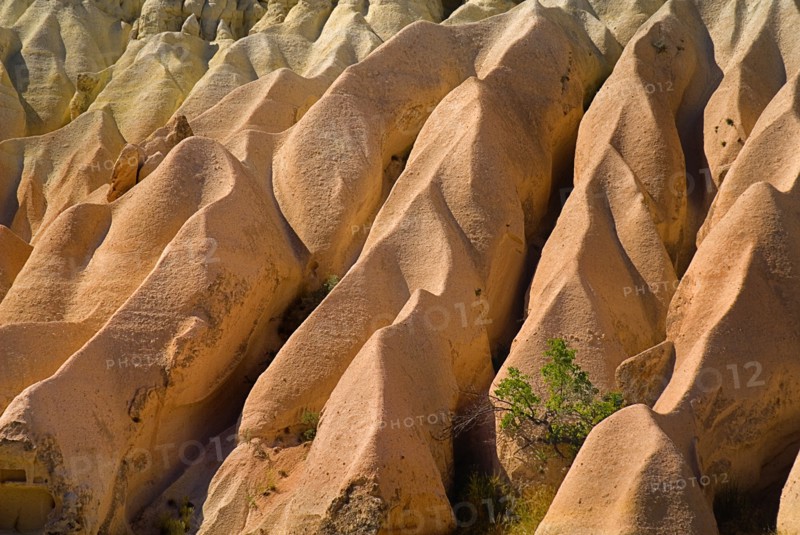 Rose Valley. Small tree growing amongst ochre coloured volcanic tufa rocks. Photo: Hugh Rooney