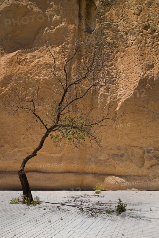 Pasabag. Slender bent tree growing in front of ochre coloured rock. Photo: Hugh Rooney