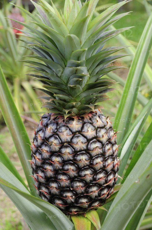 Mexico, Jalisco, Puerto Vallarta, Pineapple growing. 
Photo : Nick Bonetti