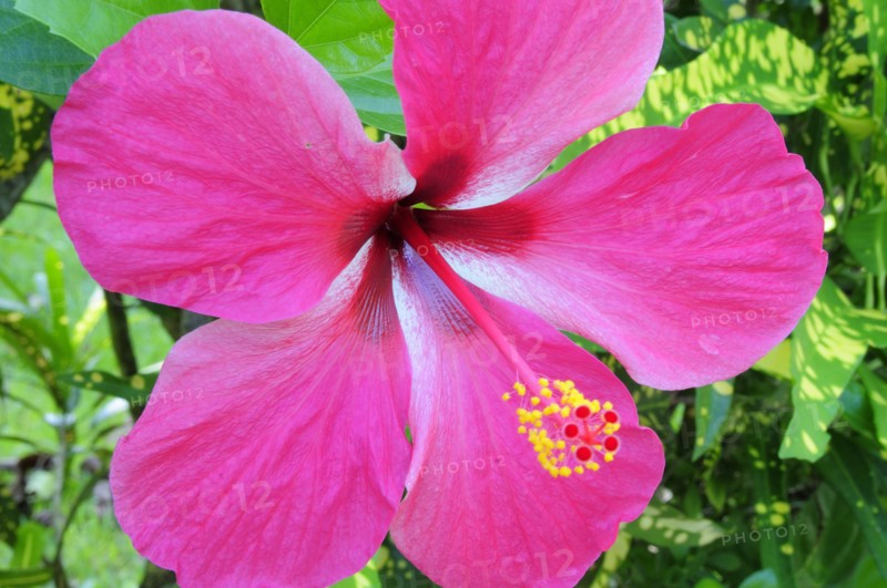 Mexico, Veracruz, Papantla, Pink Hibiscus flower. 
Photo : Nick Bonetti