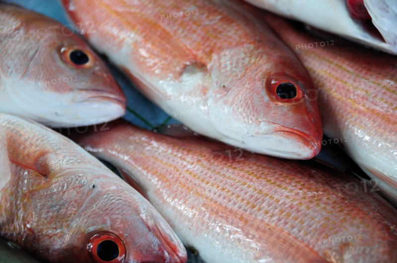 Mexico, Guerrero, Zihuatanejo, Close cropped view of red snapper fish for sale. 
Photo : Nick Bonetti