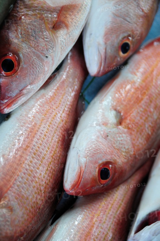 Mexico, Guerrero, Zihuatanejo, Close cropped view of red snapper fish for sale in the market. 
Photo : Nick Bonetti