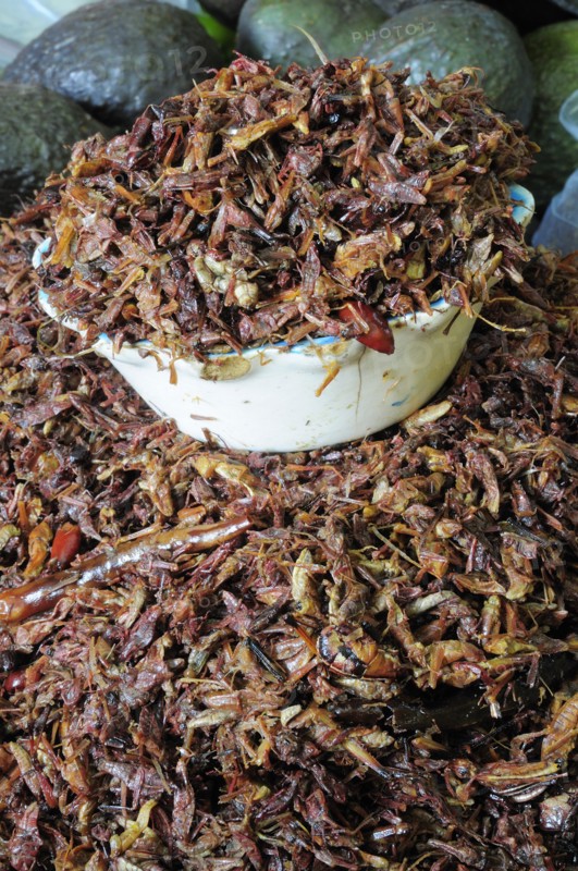 Mexico, Oaxaca, Dried chapulines or grasshoppers. 
Photo : Nick Bonetti