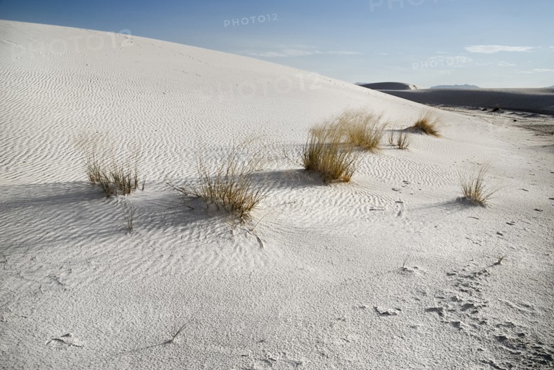 USA, New Mexico, Otero County, White Sands National Monunment. Landscape of wind rippled dune of white sand with protruding tussocks of grass. 
Photo : Hugh Rooney