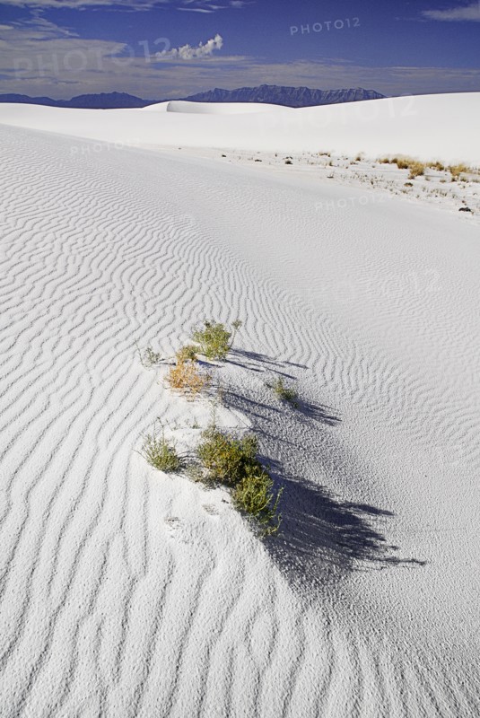USA, New Mexico, Otero County, White Sands National Monunment. Landscape of wind rippled dunes of white sand with protruding vegetation. 
Photo : Hugh Rooney