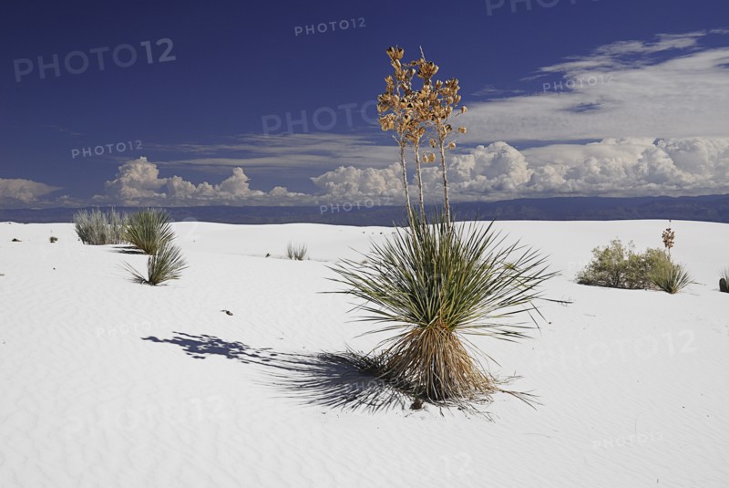 USA, New Mexico, Otero County, White Sands National Monunment. Landscape of wind rippled white sand with protruding vegetation. 
Photo : Hugh Rooney