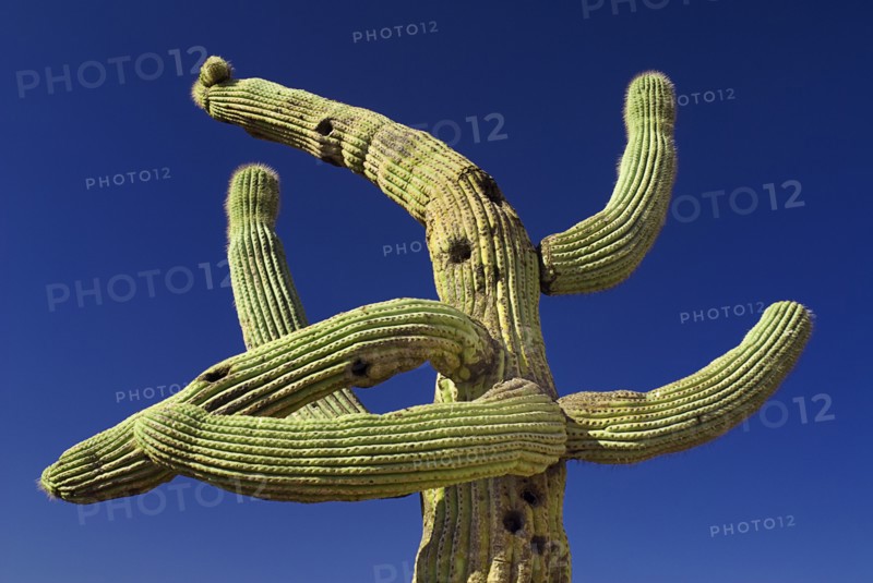 USA, Arizona, Tucson, Twisted cactus against blue sky. 
Photo : Hugh Rooney