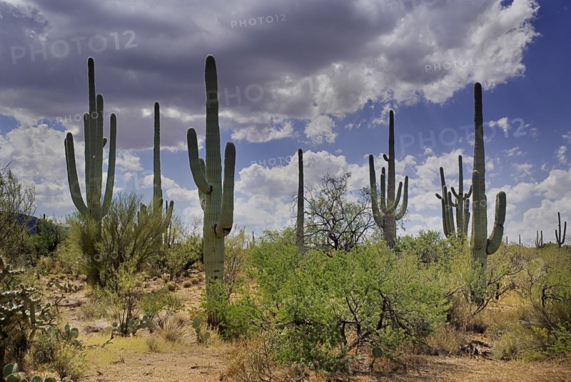 USA, Arizona, Saguaro National Park, Cactus Plants. 
Photo : Hugh Rooney