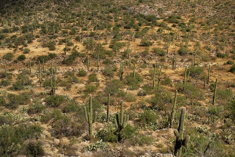 USA, Arizona, Saguaro National Park, Cactus Plants. 
Photo : Hugh Rooney