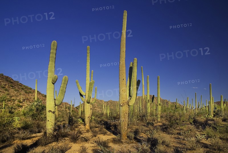 USA, Arizona, Saguaro National Park, Cactus Plants. 
Photo : Hugh Rooney
