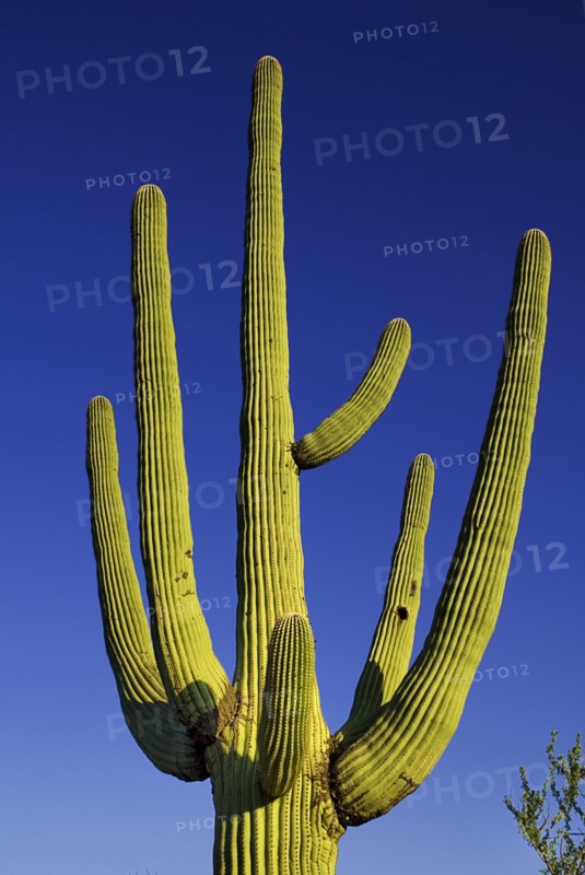 USA, Arizona, Saguaro National Park, Cactus Plant against a blue sky. 
Photo : Hugh Rooney