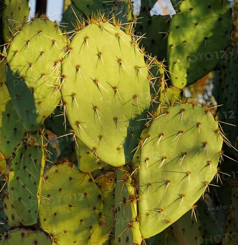USA, Arizona, Saguaro National Park, Detail of Cactus Plant. 
Photo : Hugh Rooney