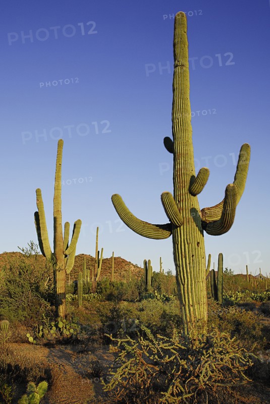 USA, Arizona, Saguaro National Park, Catus Plants against a blue sky. 
Photo : Hugh Rooney