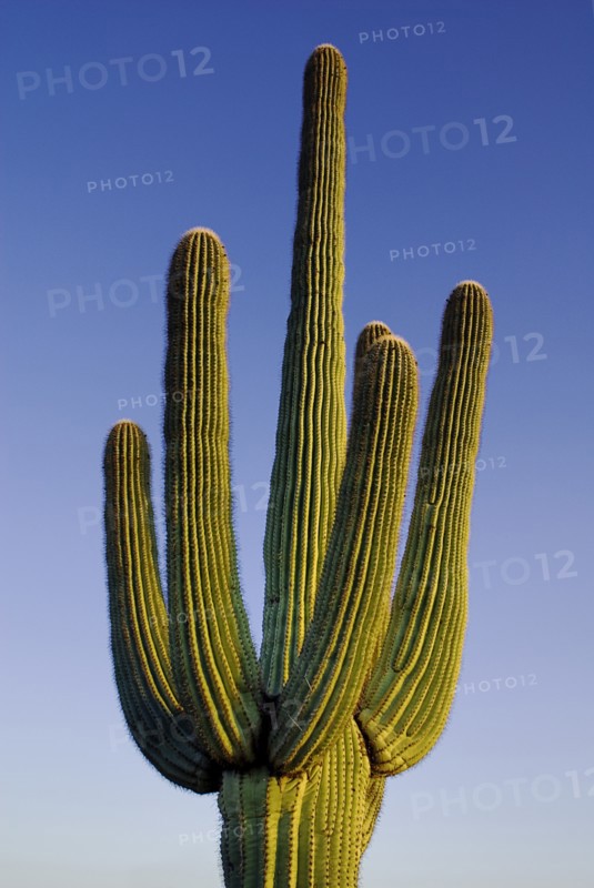 USA, Arizona, Saguaro National Park, Top section of Catus Plant against a blue sky. 
Photo : Hugh Rooney