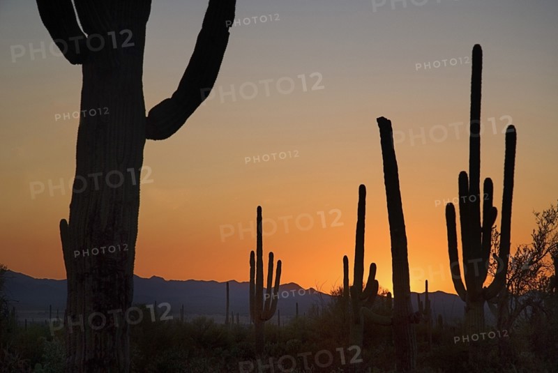 USA, Arizona, Saguaro National Park, Catus Plants in golden dusk light. 
Photo : Hugh Rooney