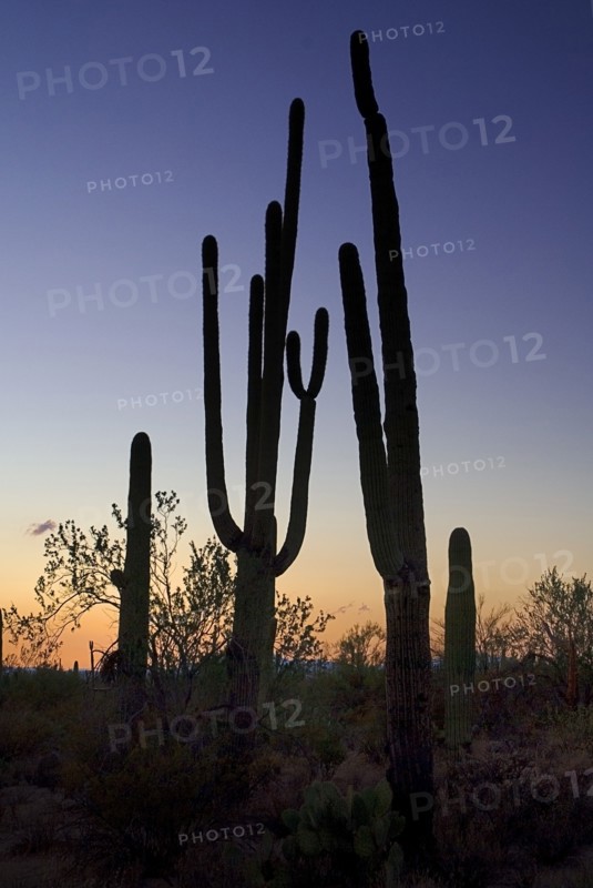 USA, Arizona, Saguaro National Park, Catus Plants silhouetted in dusk light. 
Photo : Hugh Rooney