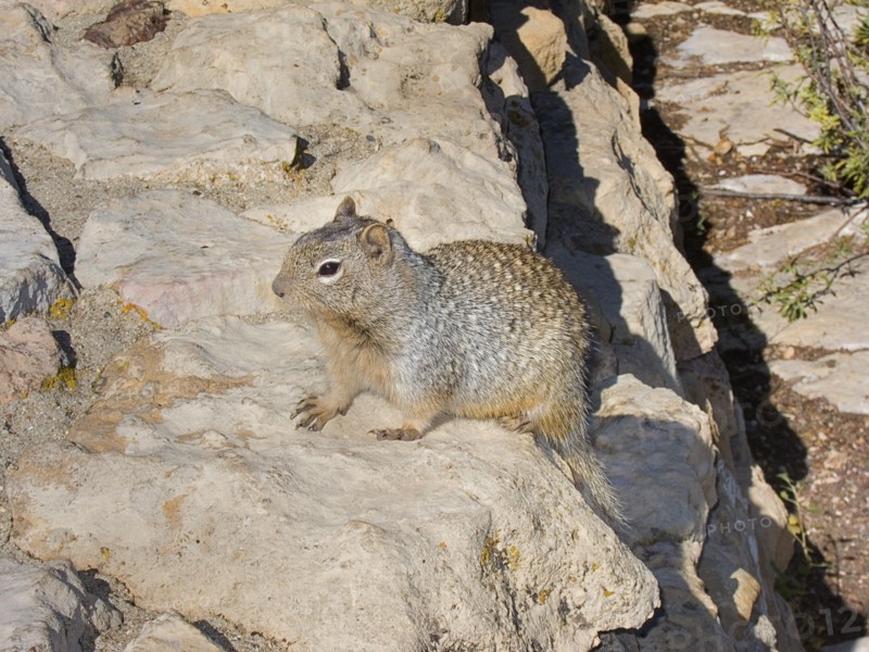 USA, Arizona, Grand Canyon, Prairie dog on the rocks. South Rim at Yavapai Point. 
Photo : Hugh Rooney