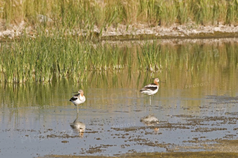 Canada, Alberta, Tyrrell Lake, American Avocet Recurvirostra americana two birds standing on one leg in the water their reflections in the foreground and green reeds in the background. 
Photo : Trevor Page