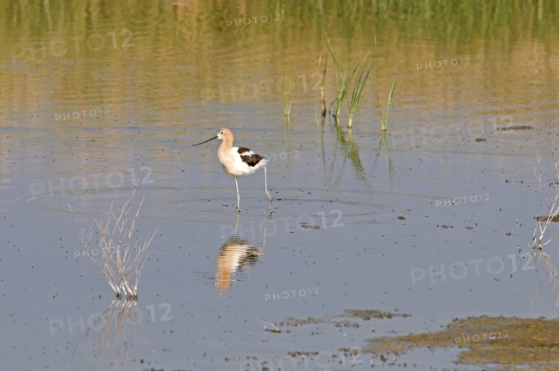 Canada, Alberta, Tyrrell Lake, American Avocet Recurvirostra americana walking in the water reflection of bird in blue water green reeds. 
Photo : Trevor Page