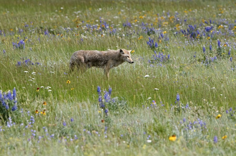 Canada, Alberta, Waterton Lakes National Park, Coyote Canis latrans stalking its prey among the wildflowers. 
Photo : Trevor Page