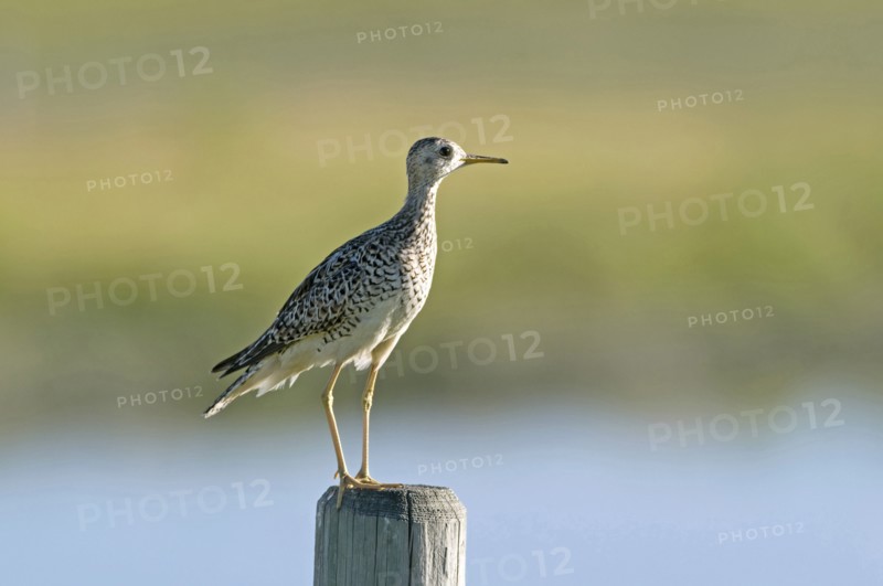 Canada, Alberta, Milk River Ridge, Upland Sandpiper Bartramia longicauda. 
Photo : Trevor Page