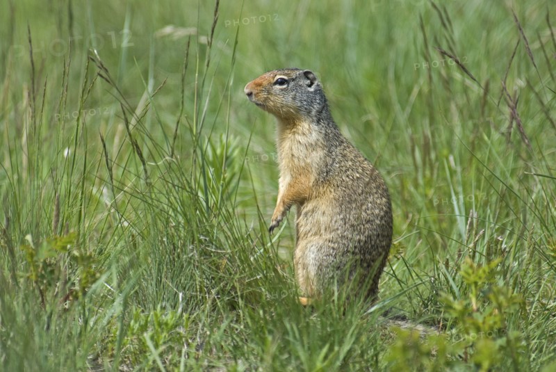Canada, Alberta, Waterton Lakes National Park, Columbian Ground Squirrel Spermophilus columbianus in the grass standing on hind legs to get a better view. 
Photo : Trevor Page