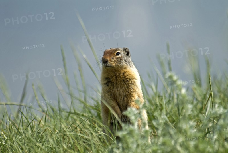 Canada, Alberta, Waterton Lakes National Park, Columbian Ground Squirrel Spermophilus columbianus in the grass standing on hind legs to get a better view. 
Photo : Trevor Page