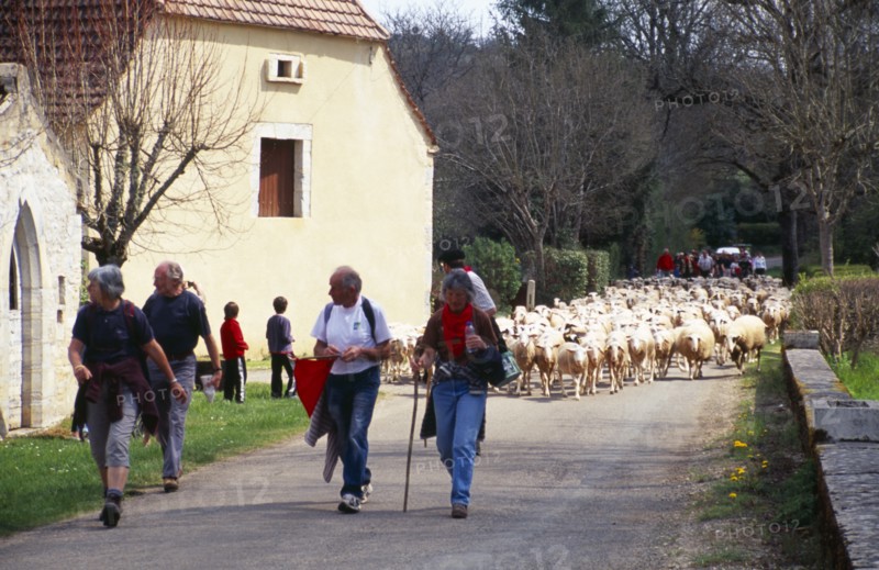 France, Transhumance, Seasonal movement of people with their livestock to summer pastures. Leading flock of sheep along rural road past buildings. 
Photo : Mike Southern