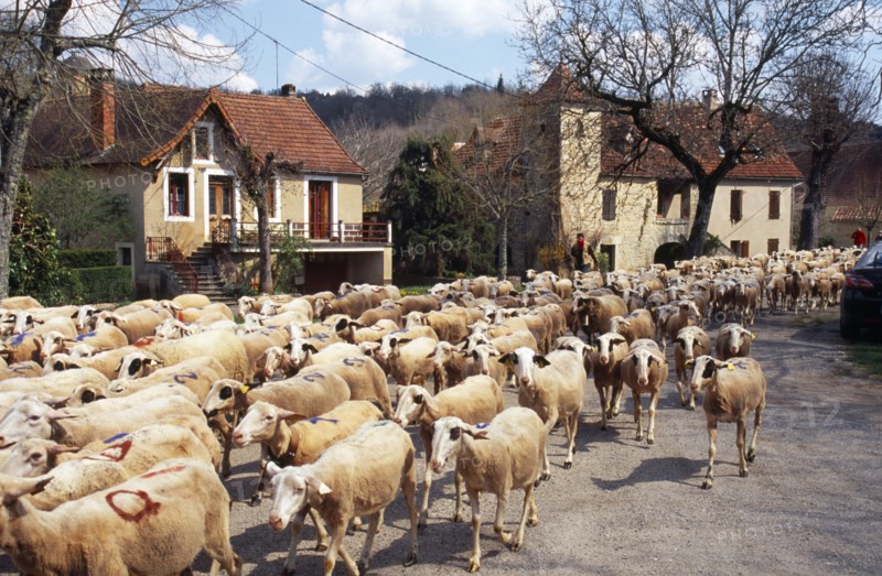France, Transhumance, Seasonal movement of people with their livestock to summer pastures. Driving flock of sheep along rural road past church and houses. 
Photo : Mike Southern