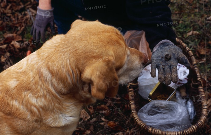France, Food and Drink, Truffles, Dog trained to find truffles with cropped view of truffle hunter with basket and holding out freshly dug truffle on palm of hand. 
Photo : Mike Southern