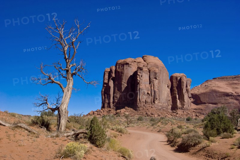 USA, Arizona, Dead Tree on dirt road in Monument Valley. 
Photo : Richard Rickard