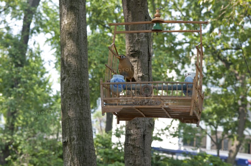 China, Jiangsu, Yangzhou, Song bird on perch in open bamboo cage hanging on tree in downtown canal-side street market; one of the birds legs is tethered to the perch; Marco Polo once served as a municipal official of the city. 
Photo : Trevor Page
