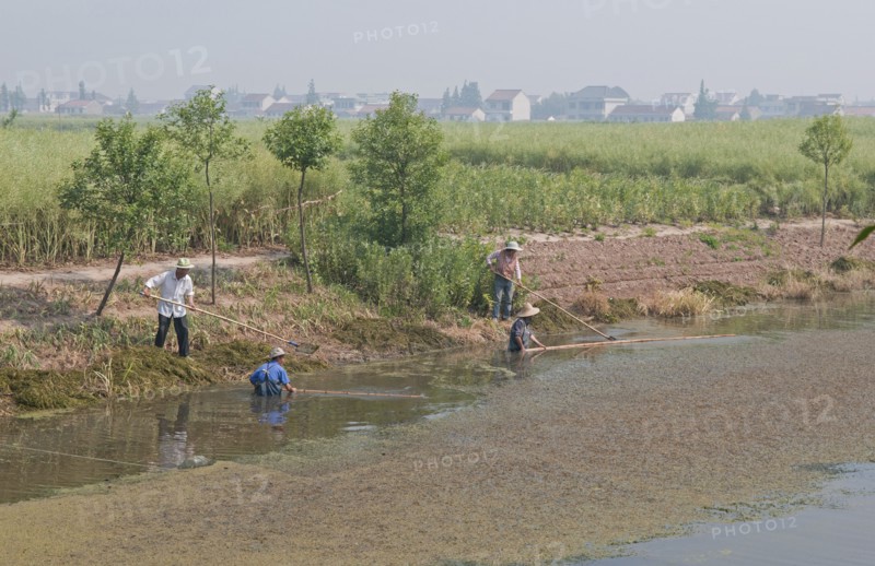 China, Jiangsu, Qidong, Farmers clearing aquatic vegetation from a choked irrigation canal with bamboo poles. They hope to catch any surviving fish in small mesh nets attached to some of the poles. The nutrients from agricultural runoff mainly fertilizer and pesticides is causing the eutrophication of water bodies across China and is a major problem. 
Photo : Trevor Page
