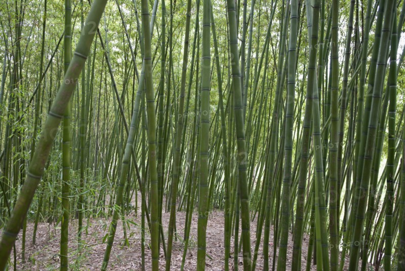 China, Jiangsu, Yangzhou, Bamboo forest at Slender West Lake Park. A major tourist attraction; Marco Polo was once a municipal official of the city. 
Photo : Trevor Page