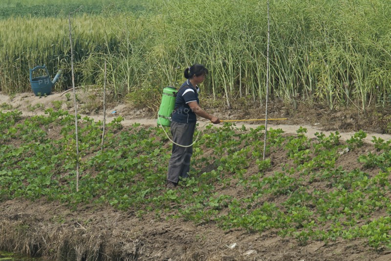 China, Jiangsu, Qidong, Female farmer with a backpack sprayer applying pesticide on vegetables being grown on the bank of a polluted canal. Rapeseed and wheat in background and a green plastic watering can which was used to water the vegetables before applying pesticide. 
Photo : Trevor Page