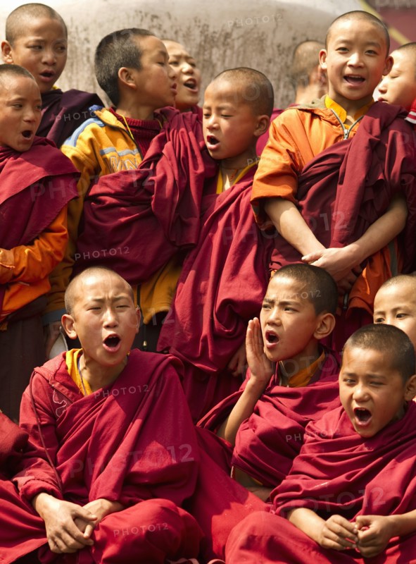 Group of Buddhist student Monks chanting, Sikkim, India