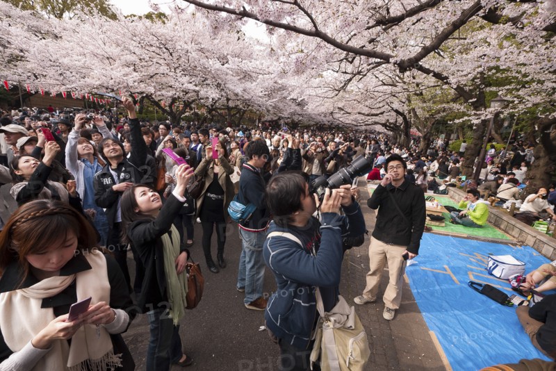 Japan, Honshu, Tokyo, Ueno Park Hanami cherry blossom viewing parties under cherry trees in full blossom group of Chinese tourists taking photos. 
Photo : Jon Burbank