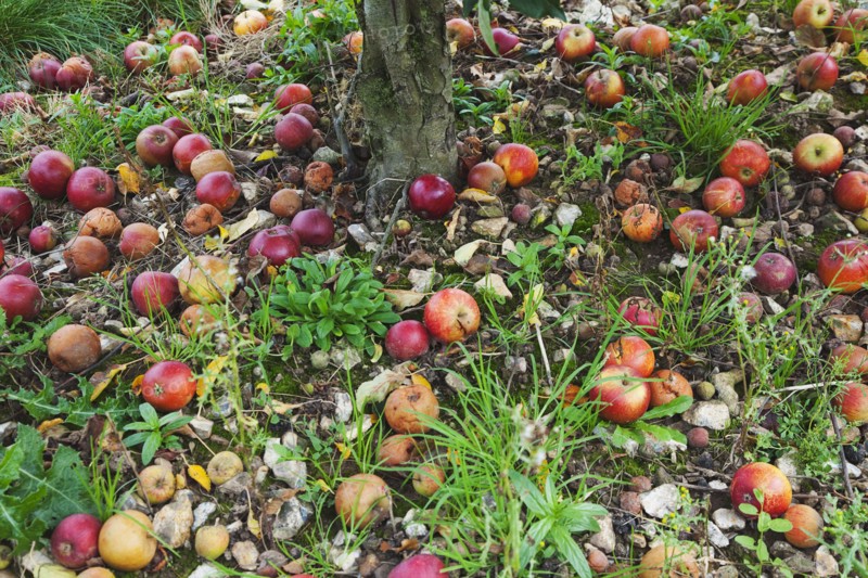 Katy apples rotting on the ground having fallen from the tree in Grange Farms orchard.