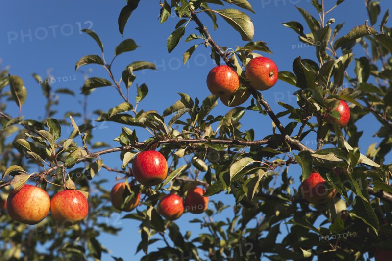 Royal Gala apples growing on the tree in Grange Farms orchard.